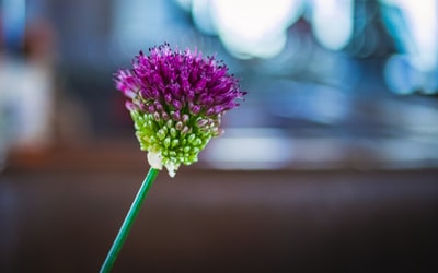 Tilt shift lens in the pink and green flowers
